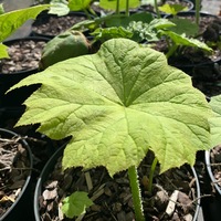 Astilboides tabularis 
